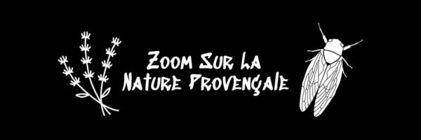 Zoom sur la nature provençale